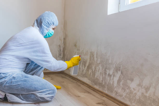 Licensed Black Mold Removal service in Andover, MN - WQB Mold Removal
