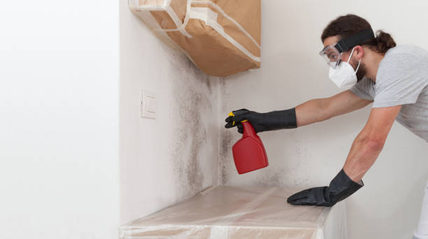 Professional Black Mold Removal technician working in Andover, MN