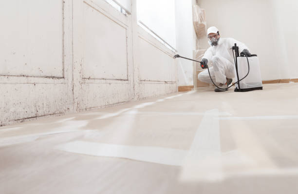 24/7 Emergency Black Mold Removal experts in Andover, MN