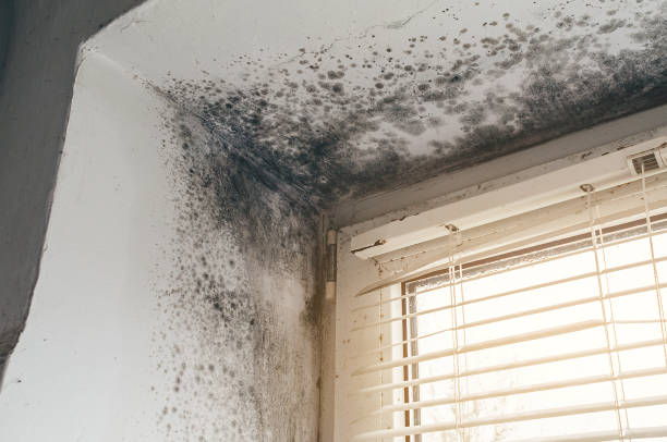 Affordable Black Mold Removal solutions in Andover, MN