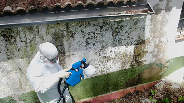 Top rated local Black Mold Removal specialists in Andover, MN